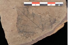 Foto (Detailansicht) von Alnus kefersteinii Goeppert (NHMW-GEO-2024-0188-0738)